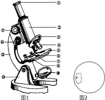 显微镜的镜头包括什么和什么